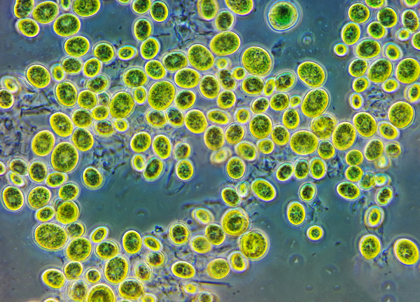 Temperatures of 20°C Produce Increased Net Primary Production in <em>Chlorella sp.</em>