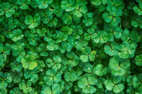 Electromagnetic Radiation From Electronics Does Affect Plant Growth