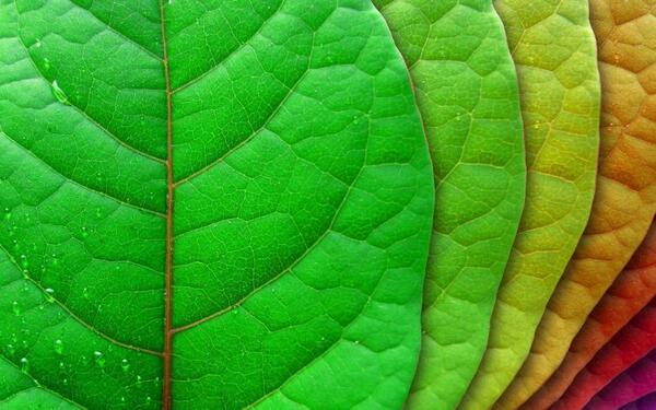 Effects of Various Environmental Factors on Stomatal Density, Area, and Potential Conductance Index