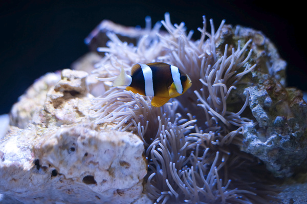 The effects of stress on the bacterial community associated with the sea anemone Diadumene lineata