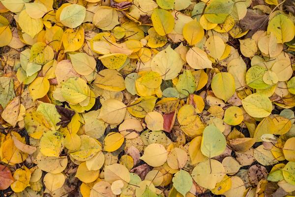 The analysis of the antimicrobial benefits of <em>Populus balsamifera</em>