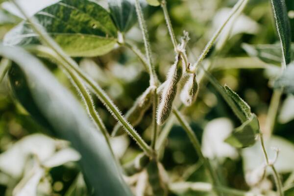 PCR technology for screening genetically modified soybeans