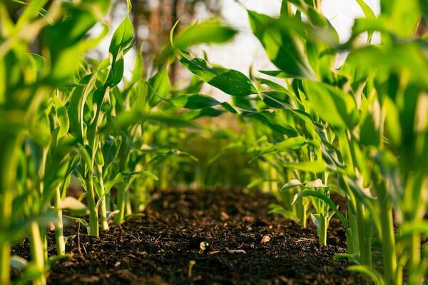 Impact of salinity and phosphorus on growth of <em>Phaseolus Vulgaris</em> inoculated with Arbuscular Mycorrhizal Fungi