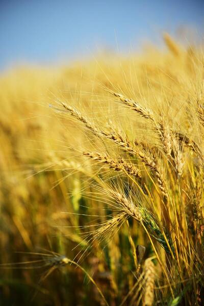 Changing public opinions on genetically modified organisms through access to educational resources