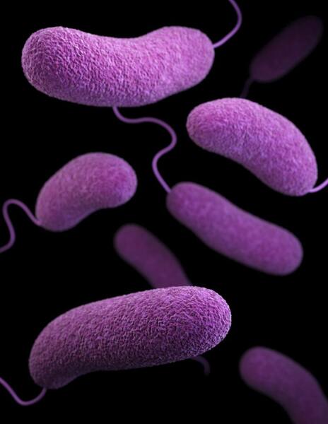 Myrtaceaes as antimicrobial agents against <em>Staphylococcus aureus</em> and <em>Pseudomonas aeruginosa</em>