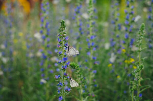 Using DNA Barcodes to Evaluate Ecosystem Health in the SWRCMS Reserve