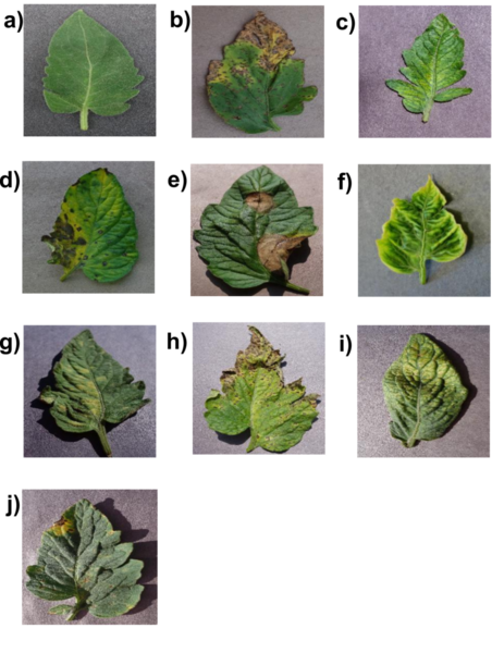 Tomato disease identification with shallow convolutional neural networks