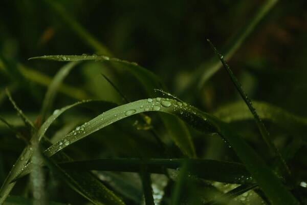 Reduce the harm of acid rain to plants by producing nitrogen fertilizer through neutralization