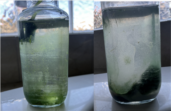 The effects of algaecides on <i>Spirulina major</i> and non-target organism <i>Daphnia magna</i>