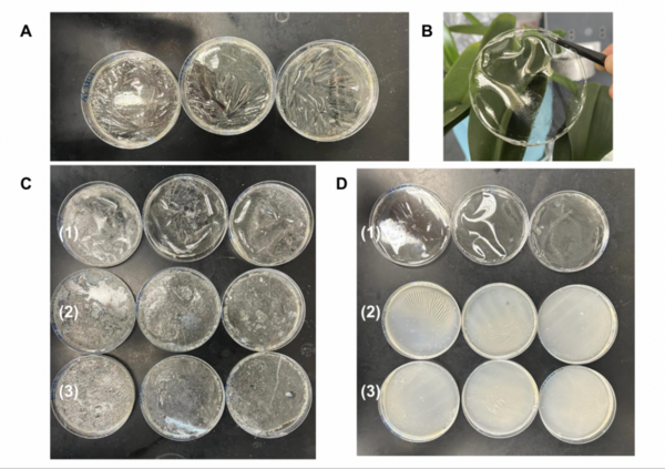 The effects of plasticizers on the mechanical properties and chemical composition of a gelatin biopolymer