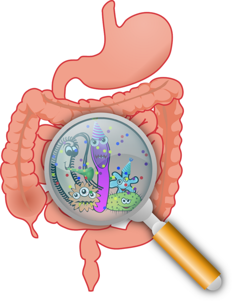 The Effects of Altered Microbiome on <em>Caenorhabditis elegans</em> Egg Laying Behavior