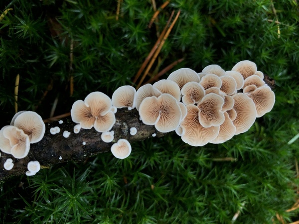 Evaluating the antimicrobial activity of maitake mushroom extract against <i>Staphylococcus epidermidis</i>
