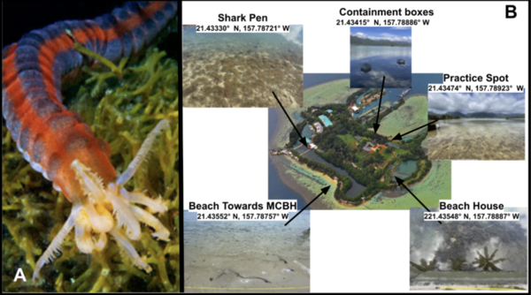 The ecological mysteries of <i>Opheodesoma spectabilis</i>	: Seasonal trends, habitat preferences, and climate responses